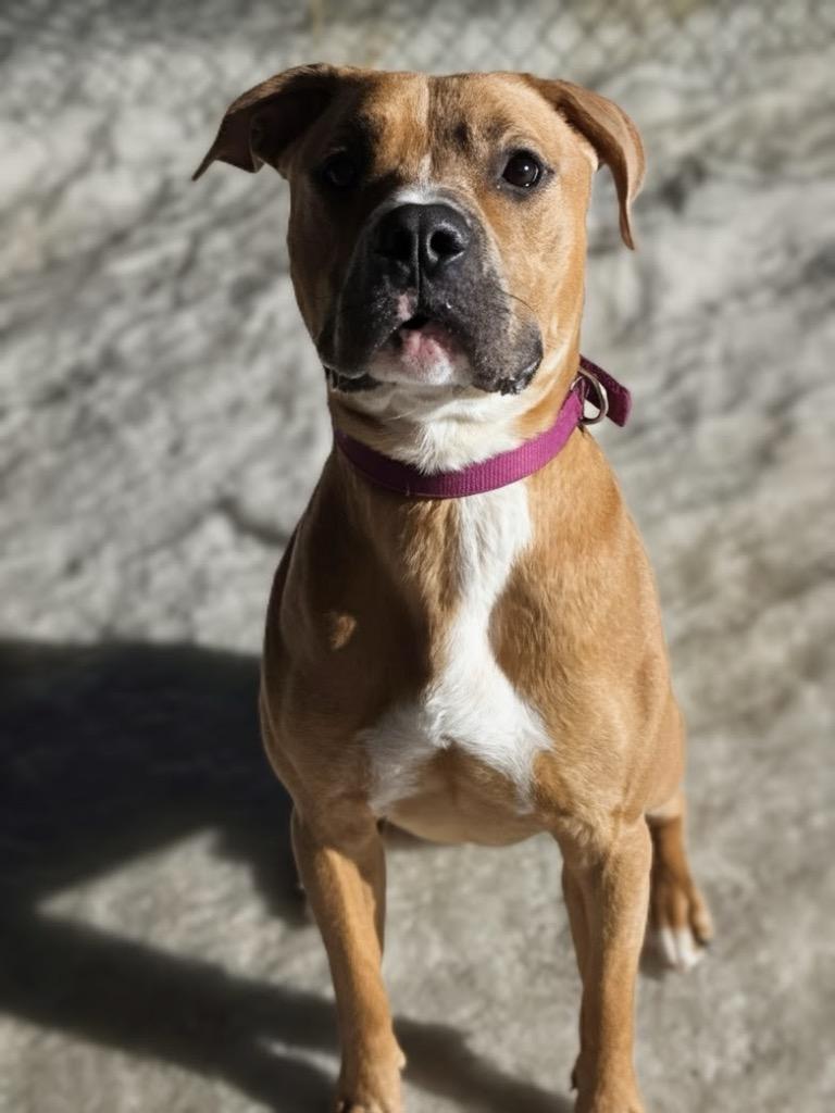 RC Brick, a Adoptable Pit Bull Terrier in Ashland, WI image 3/6