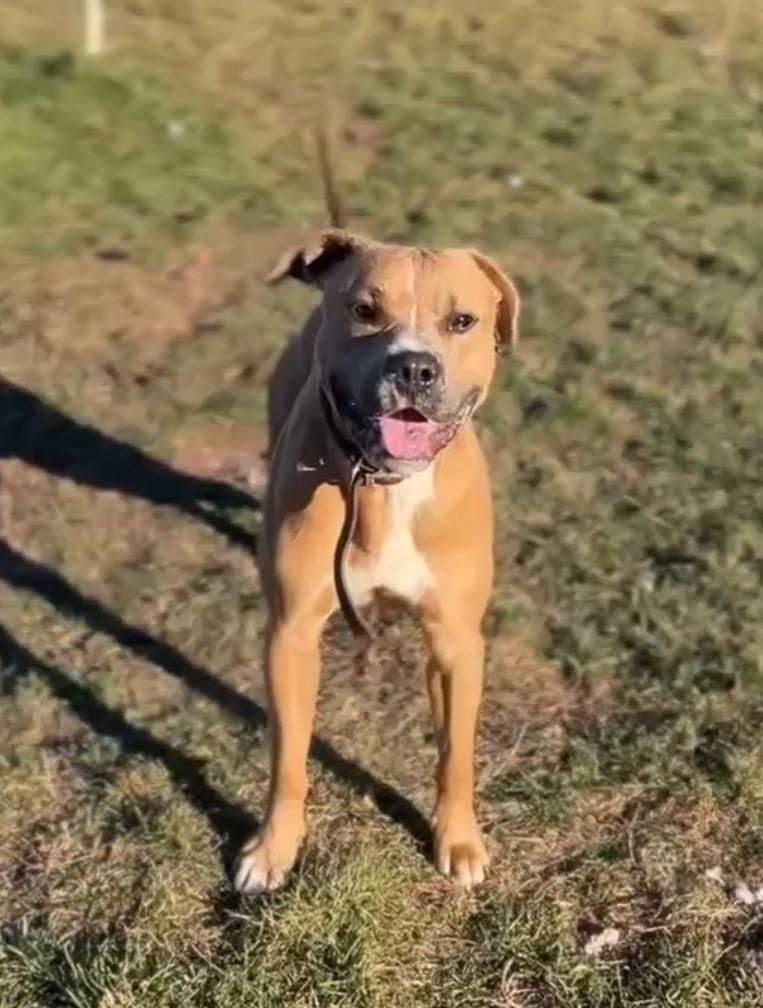 RC Brick, a Adoptable Pit Bull Terrier in Ashland, WI image 4/5