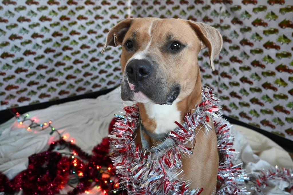 RC Brick, a Adoptable Pit Bull Terrier in Ashland, WI image 5/5
