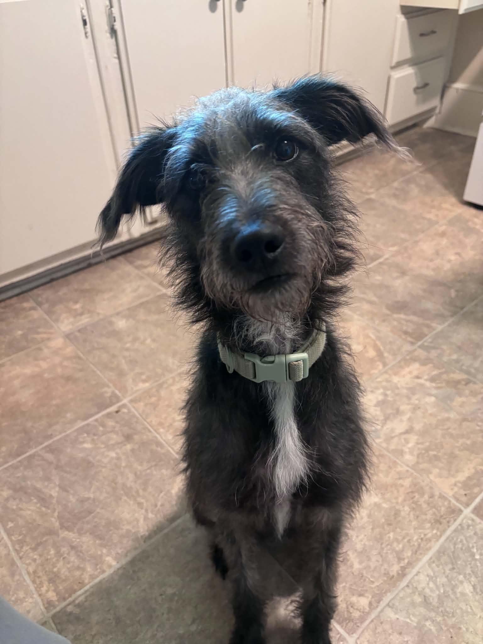 Meeko (Fostered in New England), adopted, Young Male Standard Schnauzer & Mixed Breed.