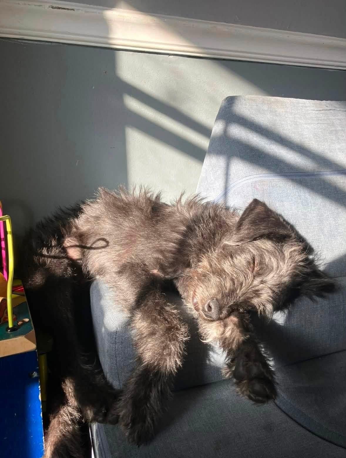 Meeko (Fostered in New England), an adopted mixed breed in Warwick, RI image 3/5