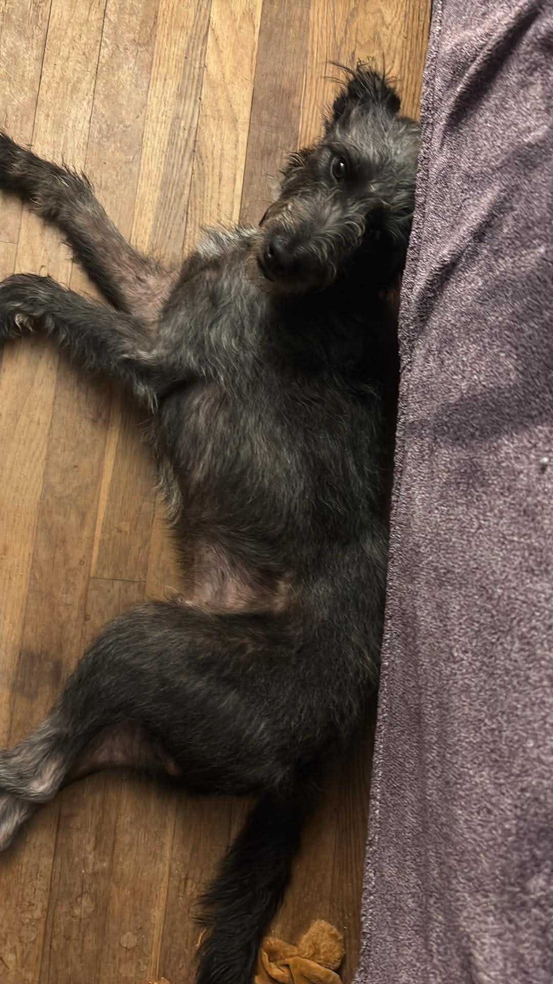 Meeko (Fostered in New England), an adopted mixed breed in Warwick, RI image 5/5