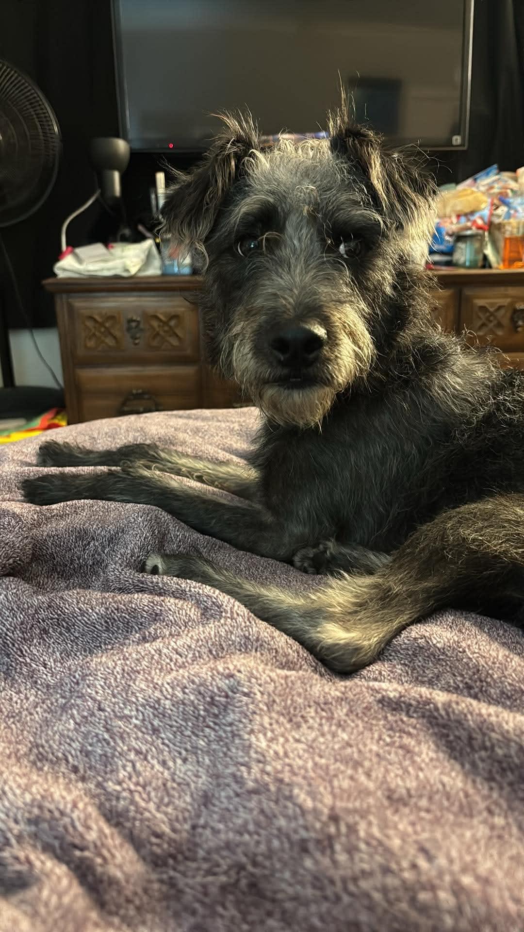Meeko (Fostered in New England), an adopted mixed breed in Warwick, RI image 2/5