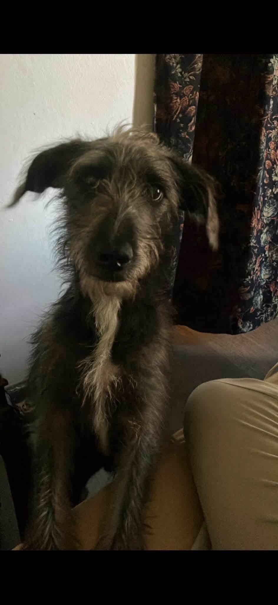 Meeko (Fostered in New England), an adopted mixed breed in Warwick, RI image 4/5