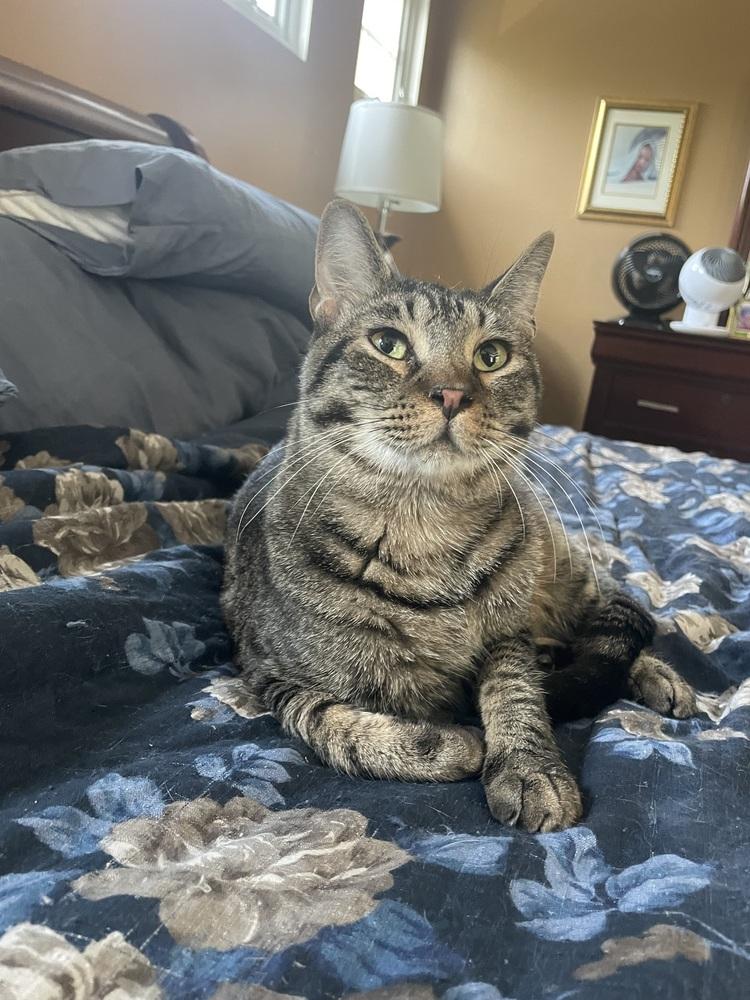 Thunderbird ***Special Needs***, Adoptable, Young Male Domestic Short Hair.