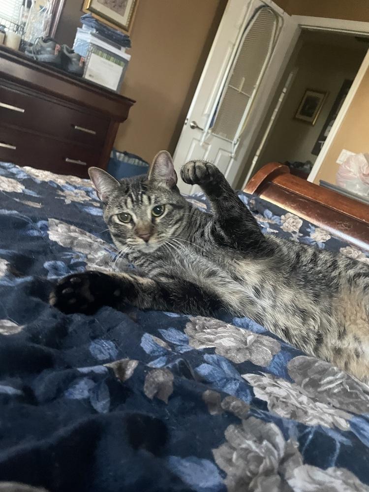 Enlarge Thunderbird ***Special Needs***, a Adoptable Domestic Short Hair in Orlando, FL image 2/6