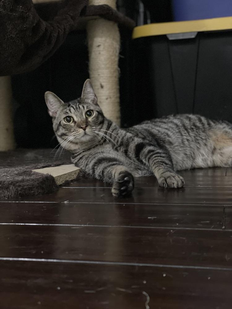 Enlarge Thunderbird ***Special Needs***, a Adoptable Domestic Short Hair in Orlando, FL image 3/6