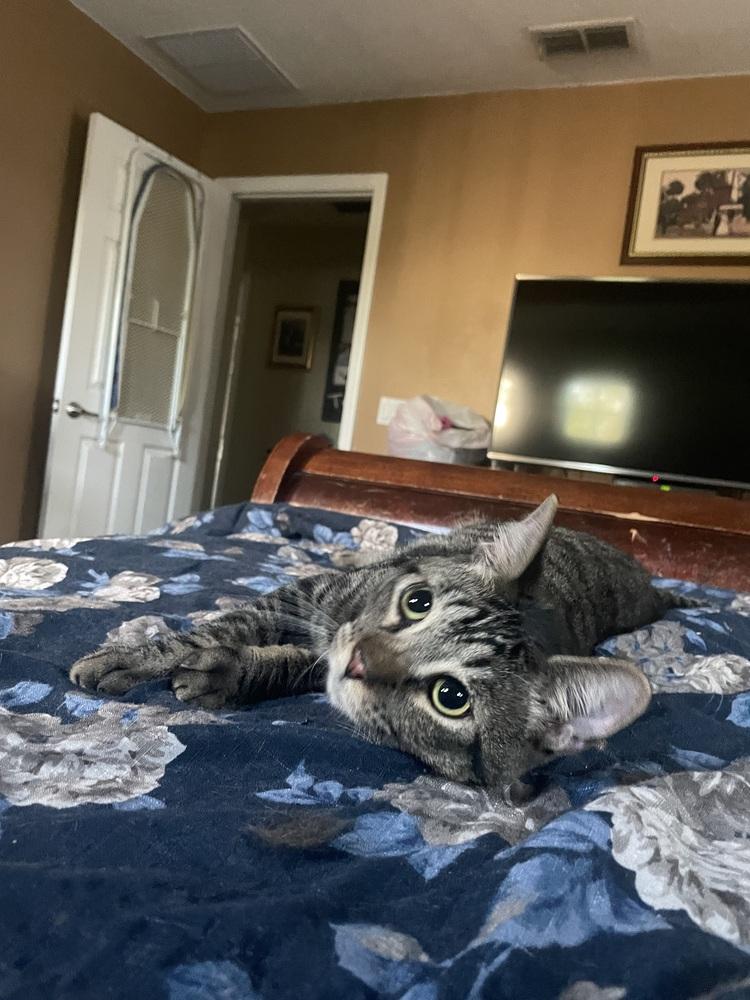 Enlarge Thunderbird ***Special Needs***, a Adoptable Domestic Short Hair in Orlando, FL image 4/6