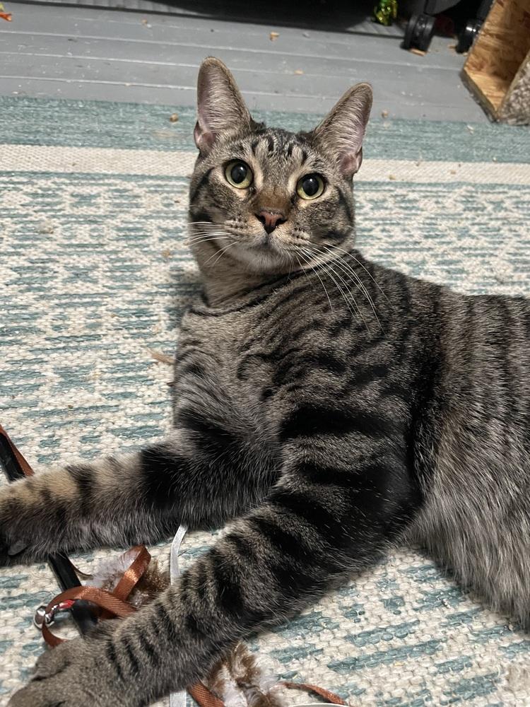 Enlarge Thunderbird ***Special Needs***, a Adoptable Domestic Short Hair in Orlando, FL image 5/6