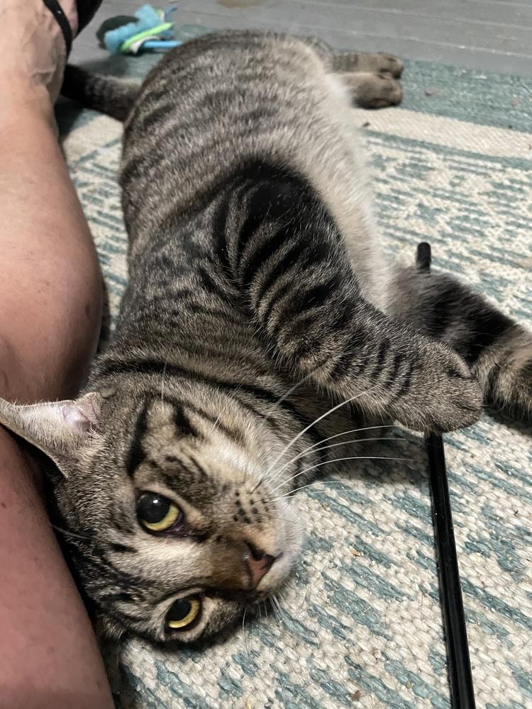 Enlarge Thunderbird ***Special Needs***, a Adoptable Domestic Short Hair in Orlando, FL image 6/6