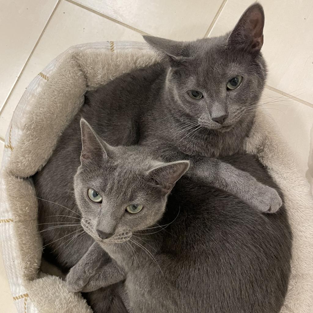 Enlarge Didion, a Adoptable Domestic Short Hair in Durham, NC image 1/2