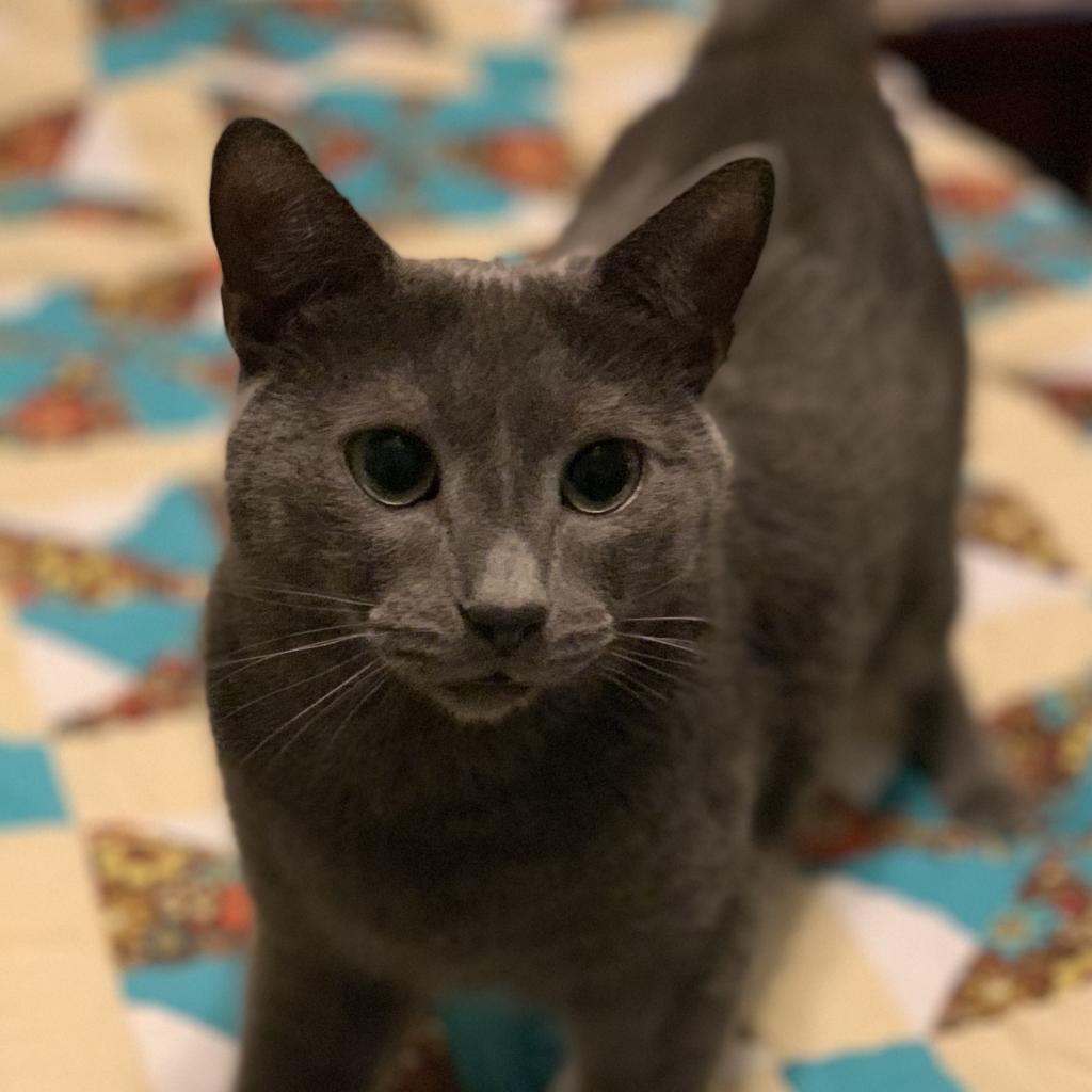 Enlarge Didion, a Adoptable Domestic Short Hair in Durham, NC image 2/2