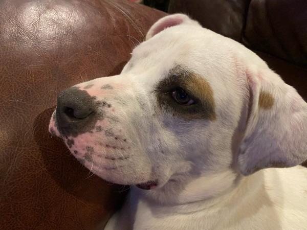 Moxie, Adoptable, Adult Female Pit Bull Terrier & American Staffordshire Terrier.