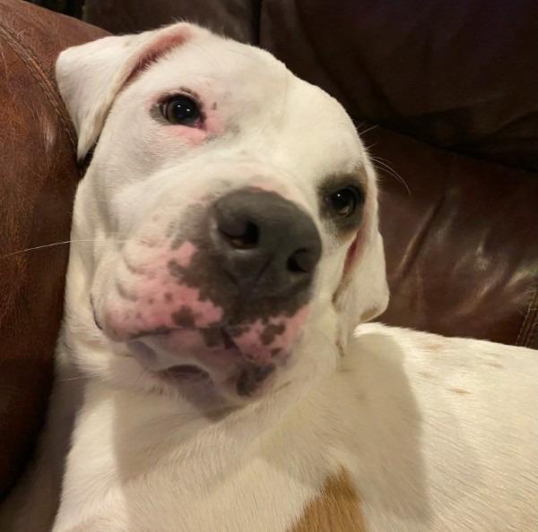 Enlarge Moxie, a Adoptable mixed breed in Farmersville, TX image 1/4