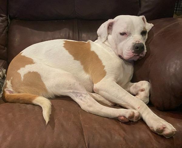 Enlarge Moxie, a Adoptable mixed breed in Farmersville, TX image 2/4