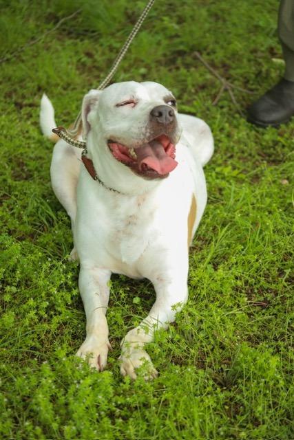 Enlarge Moxie, a Adoptable mixed breed in Farmersville, TX image 4/4