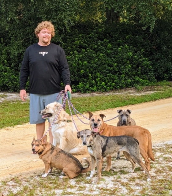 Enlarge Loki, a Adoptable mixed breed in Irmo, SC image 2/12