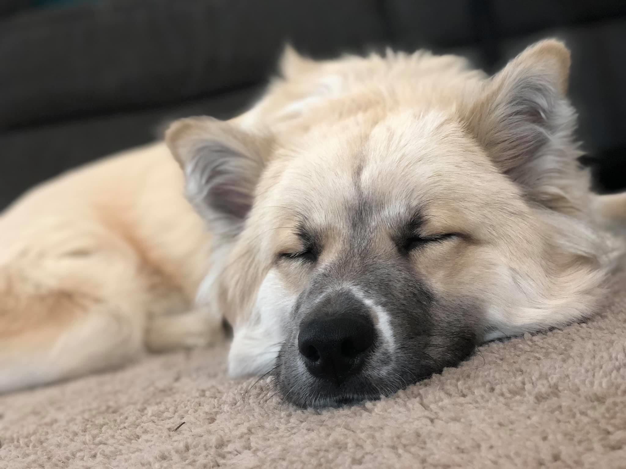 Enlarge Loki, a Adoptable mixed breed in Irmo, SC image 3/12