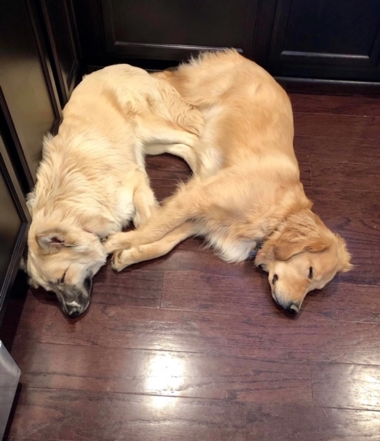 Enlarge Loki, a Adoptable mixed breed in Irmo, SC image 4/12