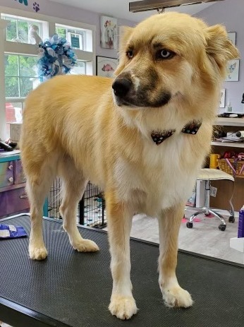 Enlarge Loki, a Adoptable mixed breed in Irmo, SC image 5/12