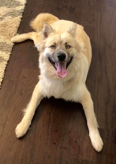 Enlarge Loki, a Adoptable mixed breed in Irmo, SC image 6/12