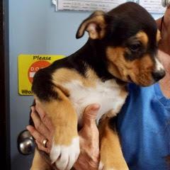 Artemis photo 3