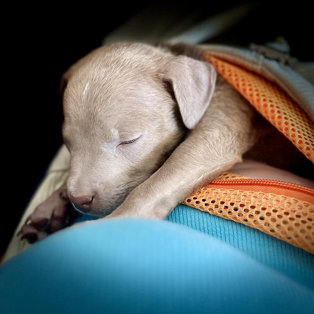 Glory, Adoptable, Puppy Female Mixed Breed & Mixed Breed.