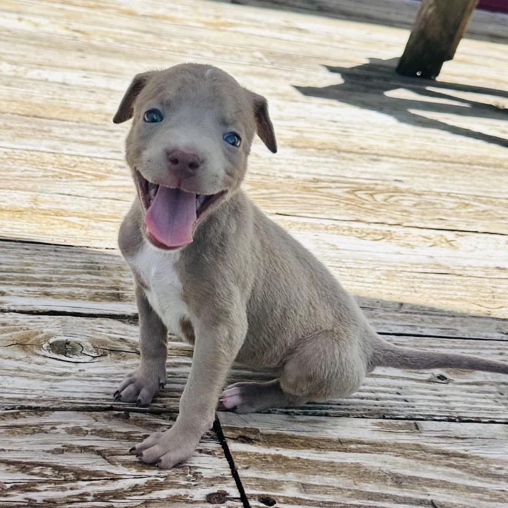Glory, Adoptable, Puppy Female Mixed Breed & Mixed Breed.