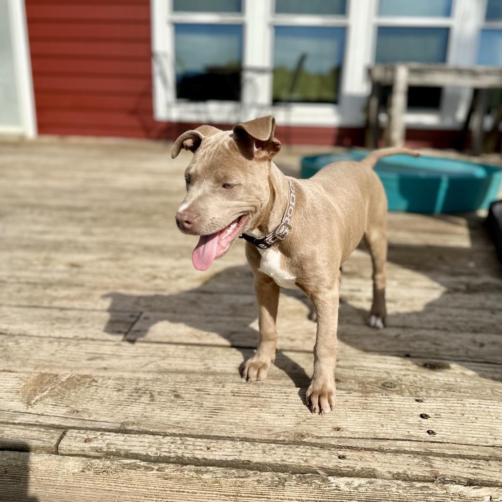 Enlarge Glory, a Adoptable mixed breed in St. Charles, MO image 2/4