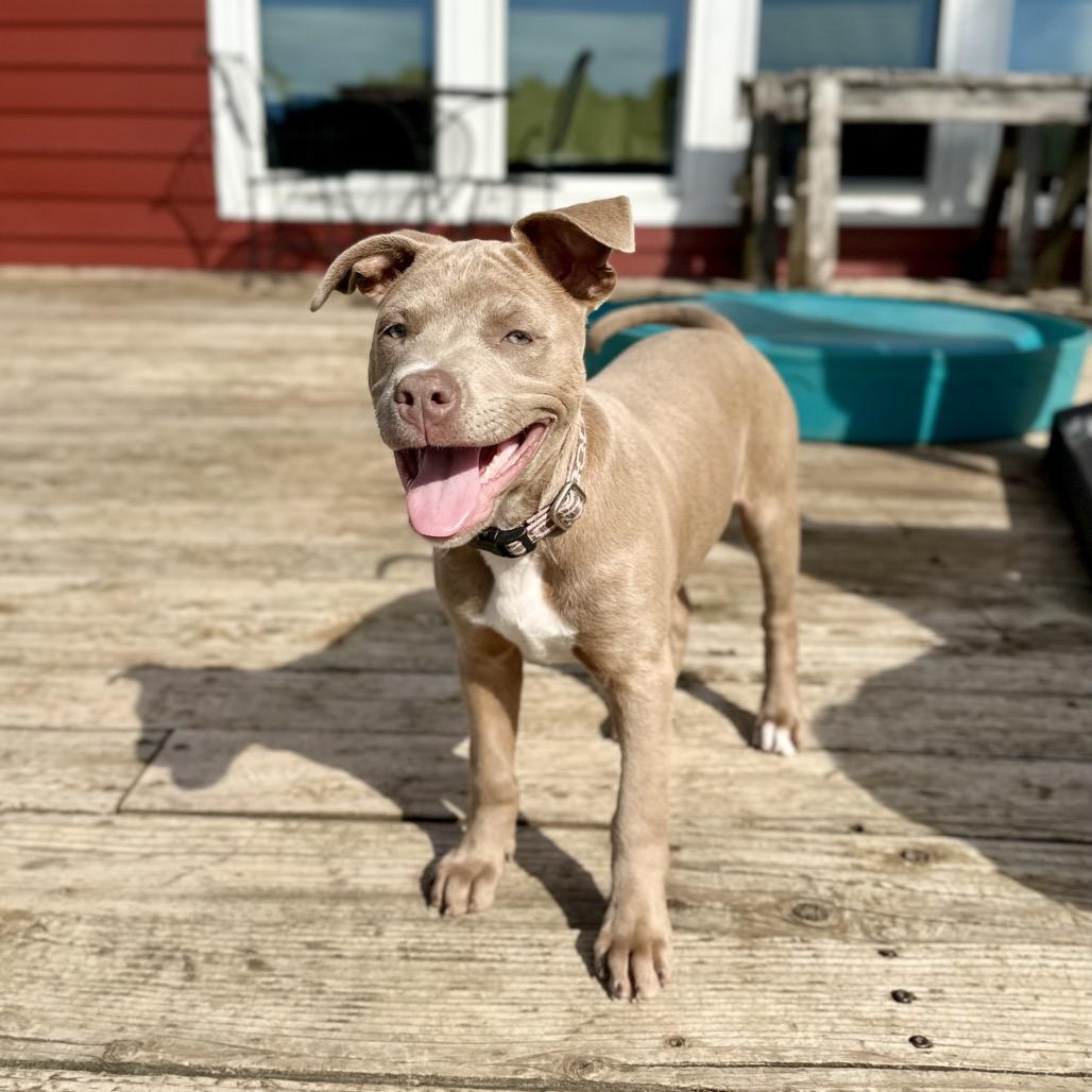 Enlarge Glory, a Adoptable mixed breed in St. Charles, MO image 3/4