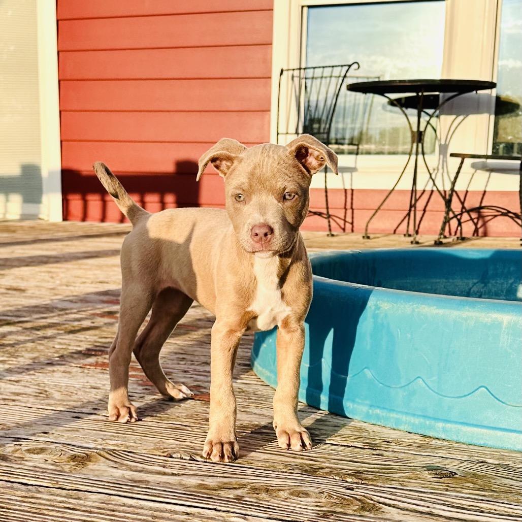 Enlarge Glory, a Adoptable mixed breed in St. Charles, MO image 4/4