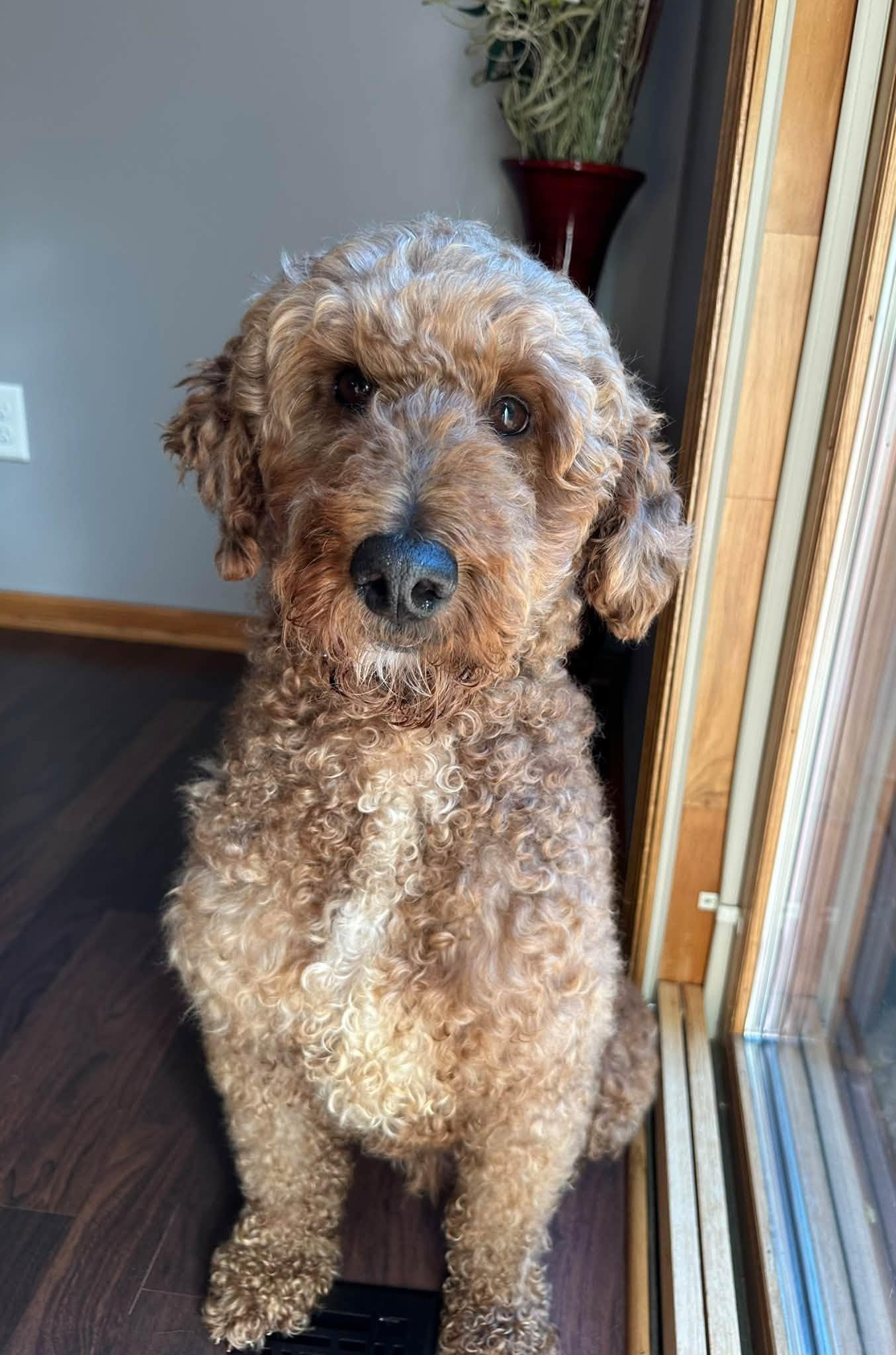 Enlarge Jaxon-Foster Home Needed, a Adoptable Poodle in Hartland, WI image 3/6