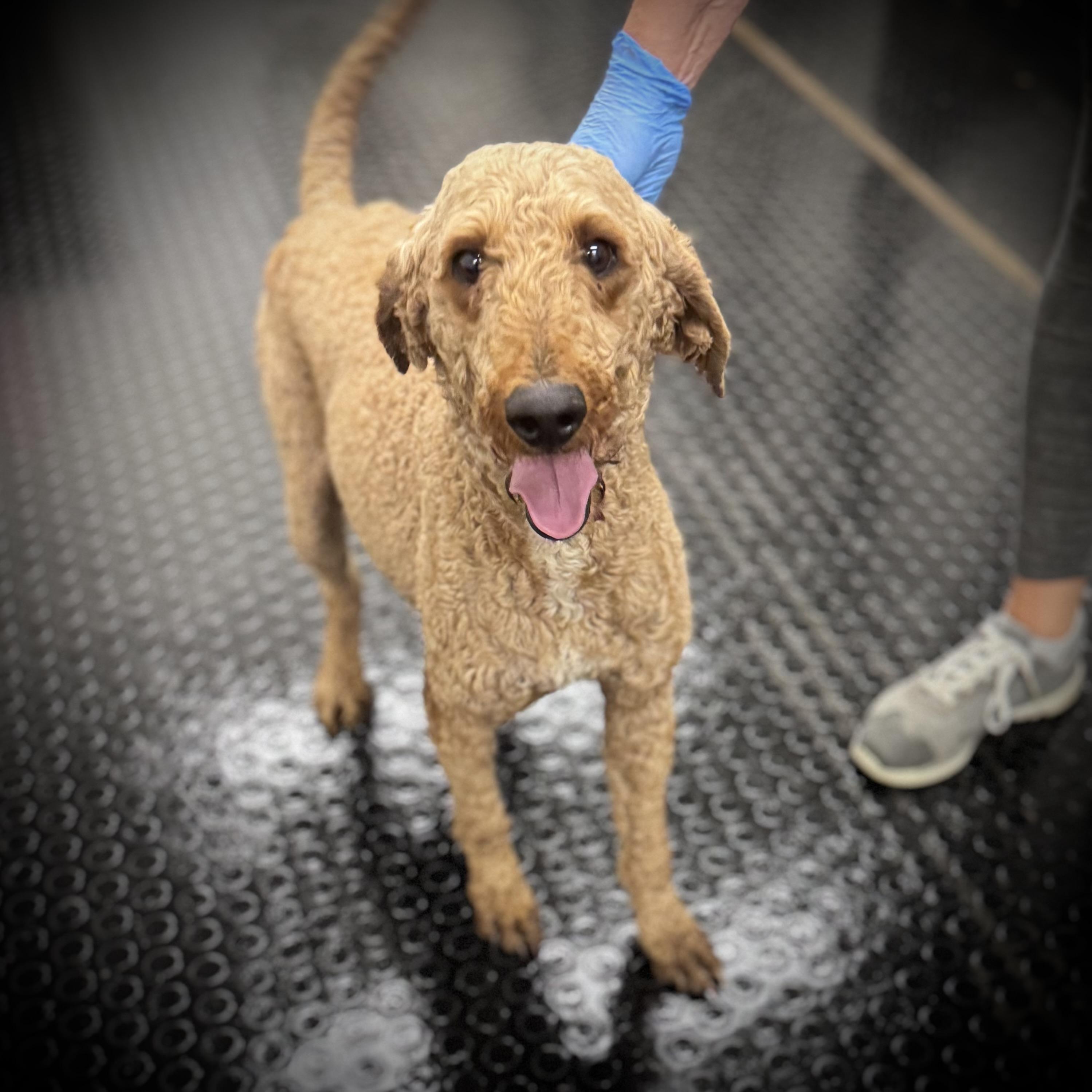 Jaxon-Foster Home Needed, a ADOPTABLE Poodle in Hartland, WI image 1/2