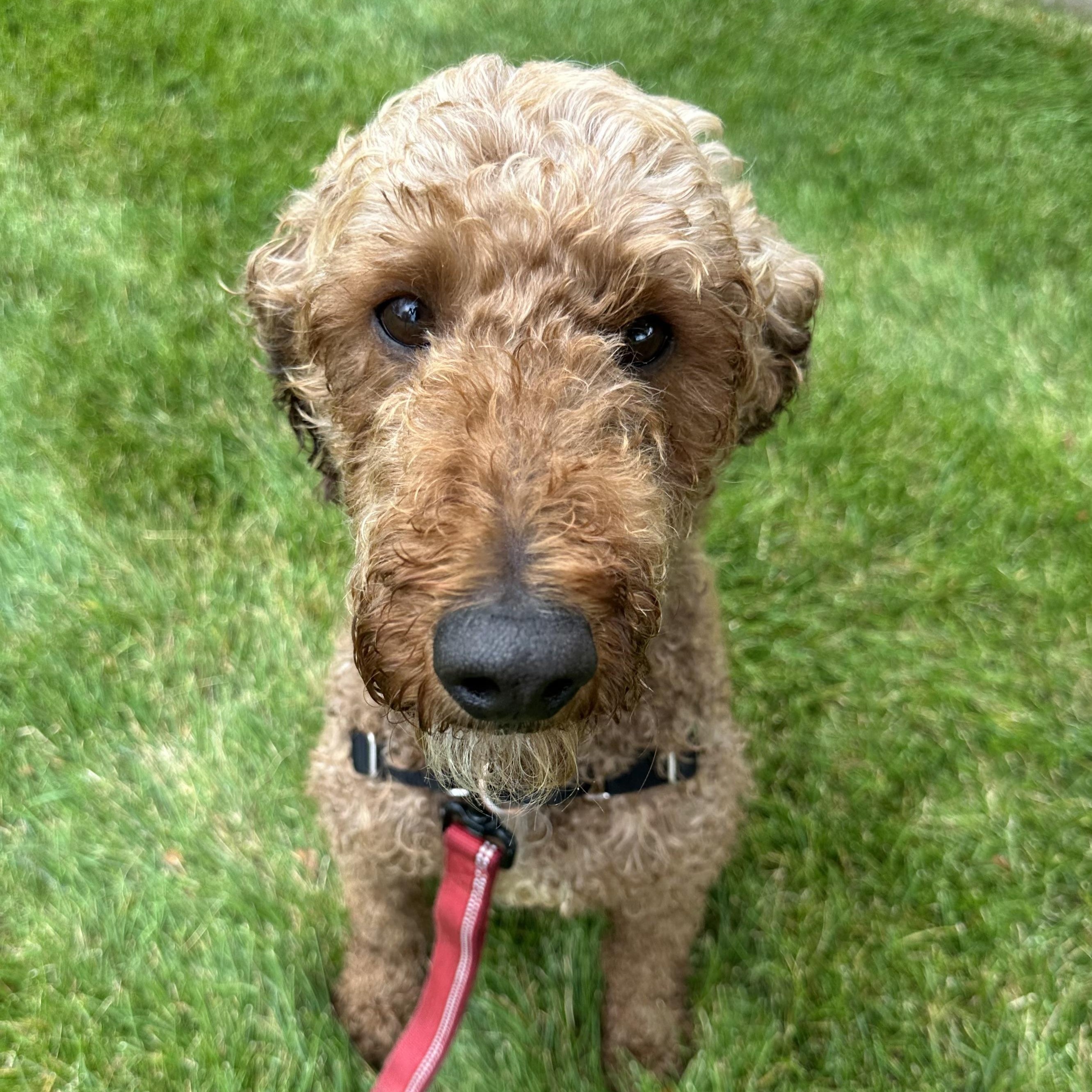 Jaxon-Foster Home Needed, a ADOPTABLE Poodle in Hartland, WI image 3/6