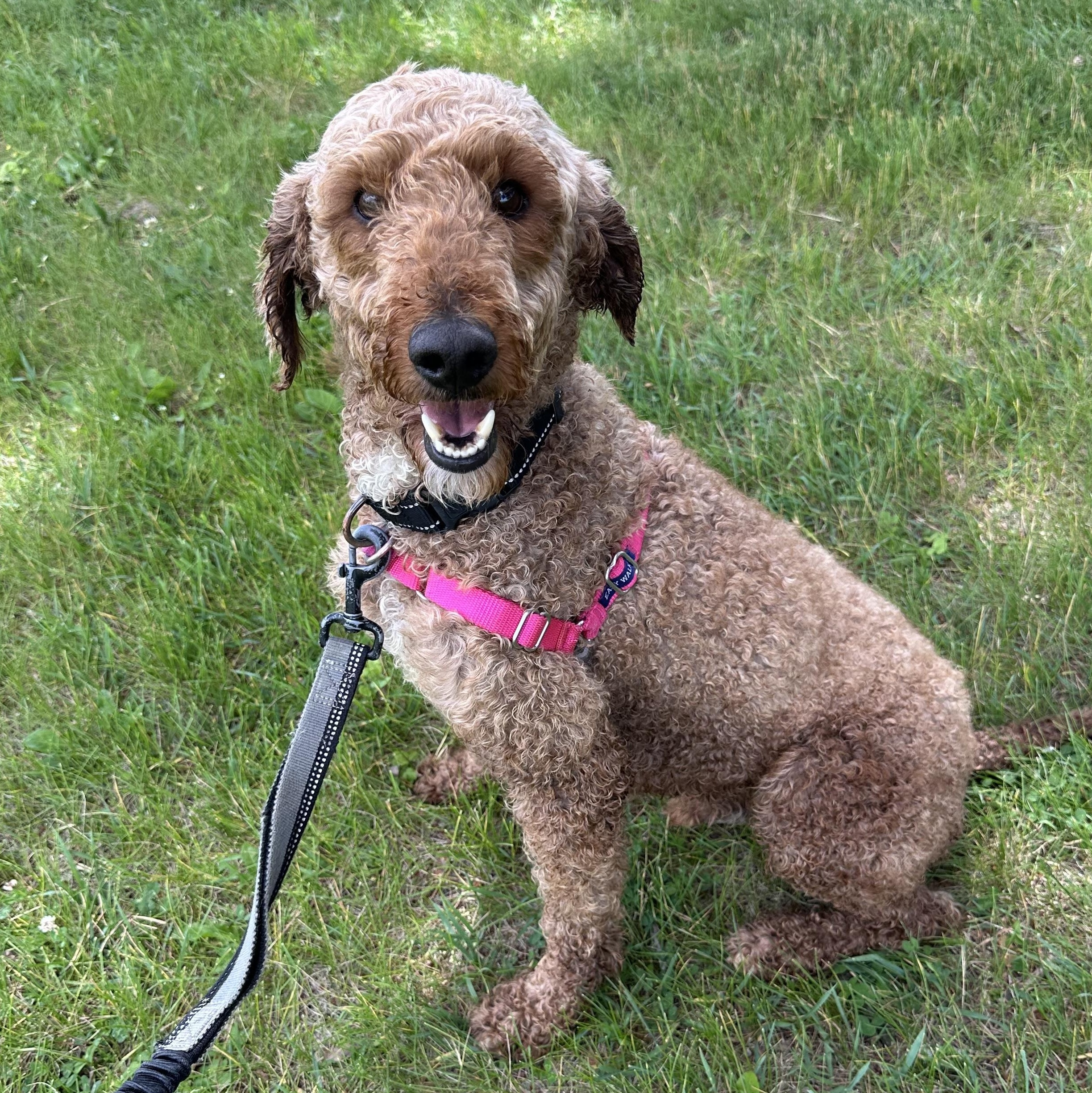Jaxon-Foster Home Needed, a ADOPTABLE Poodle in Hartland, WI image 4/6