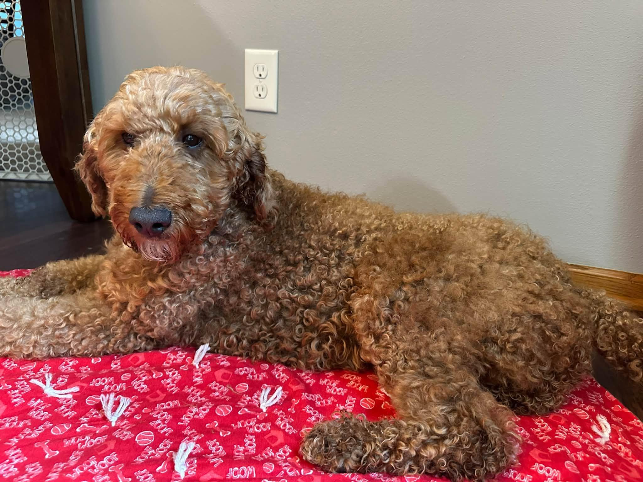 Enlarge Jaxon-Foster Home Needed, a Adoptable Poodle in Hartland, WI image 4/6