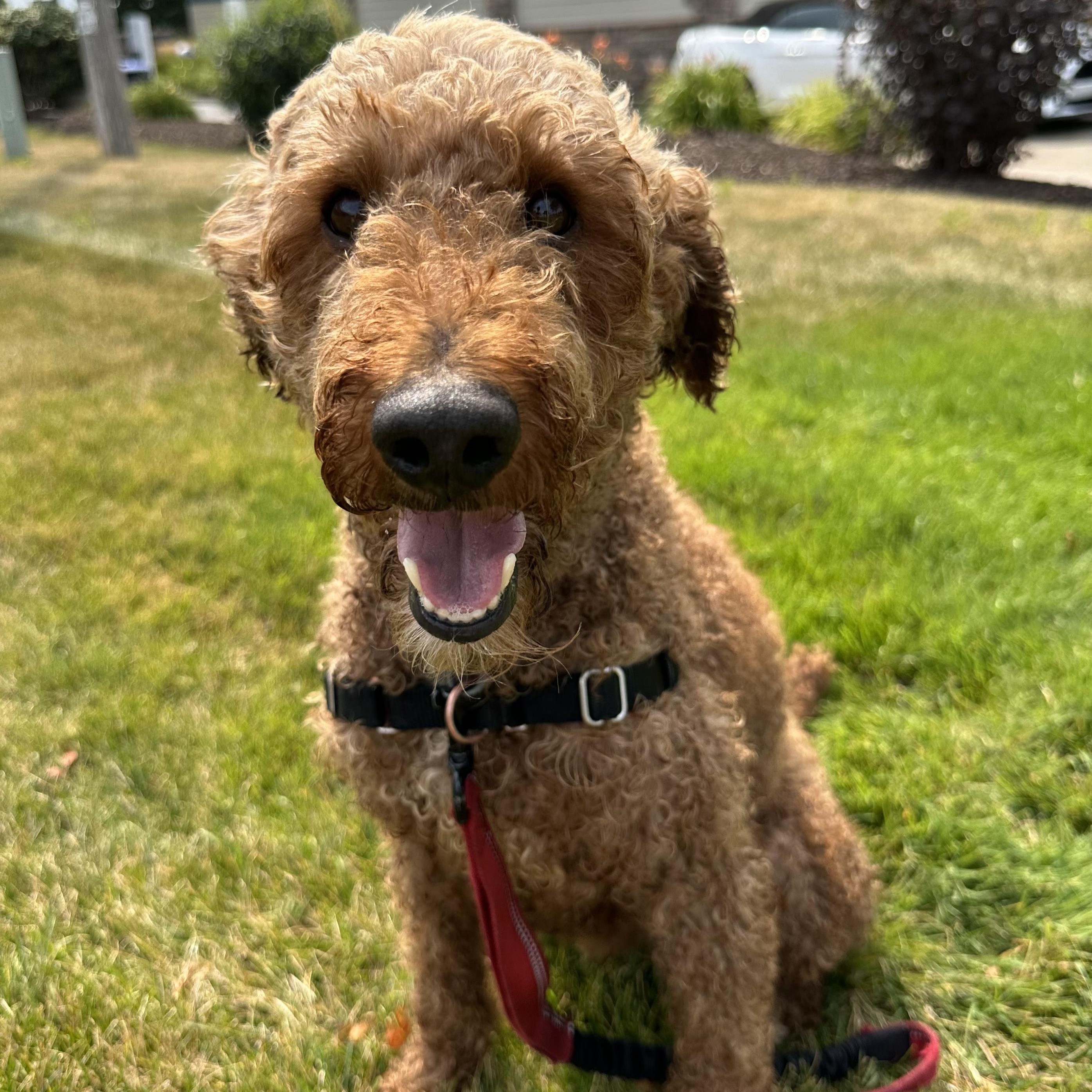 Jaxon-Foster Home Needed, a ADOPTABLE Poodle in Hartland, WI image 1/6
