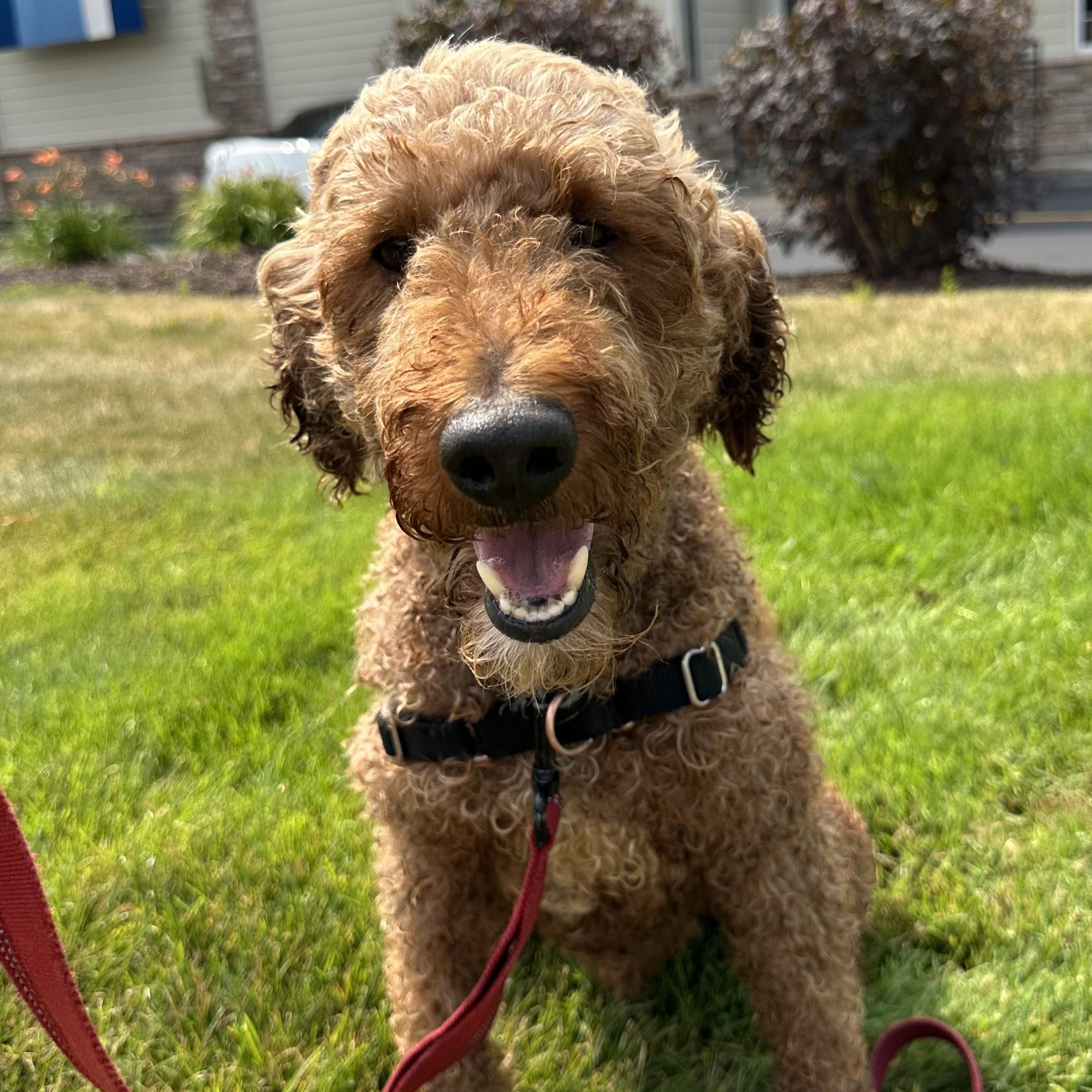 Jaxon-Foster Home Needed, a ADOPTABLE Poodle in Hartland, WI image 2/6
