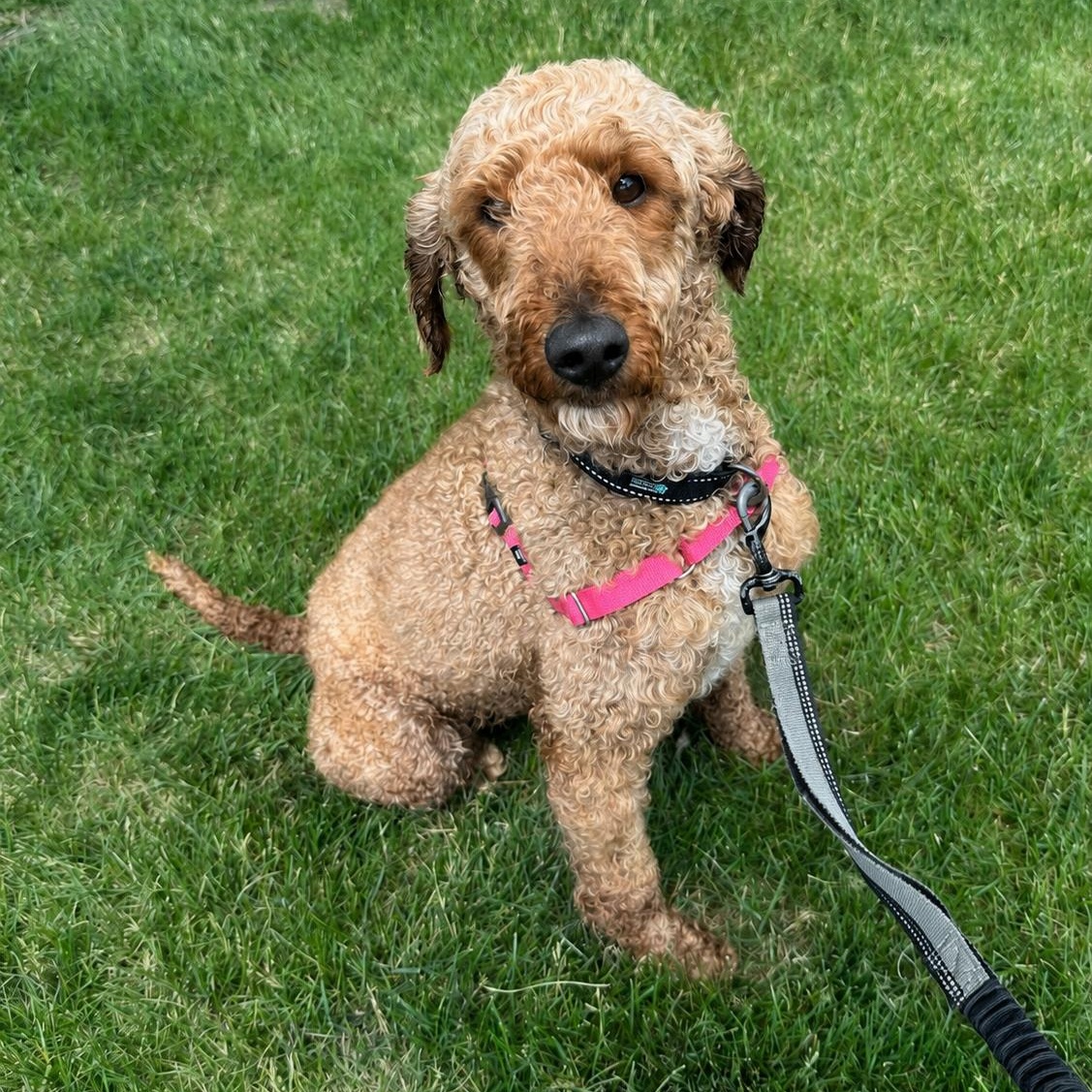 Jaxon-Foster Home Needed, a ADOPTABLE Poodle in Hartland, WI image 5/6
