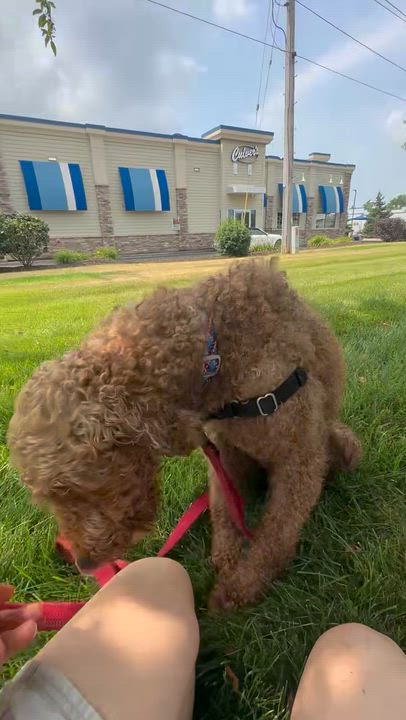 Enlarge Jaxon-Foster Home Needed, a ADOPTABLE Poodle in Hartland, WI video 6/6