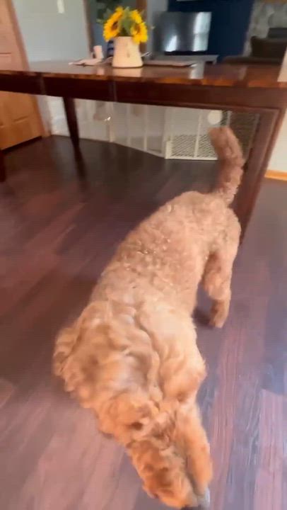 Enlarge Jaxon-Foster Home Needed, a Adoptable Poodle in Hartland, WI video 6/6