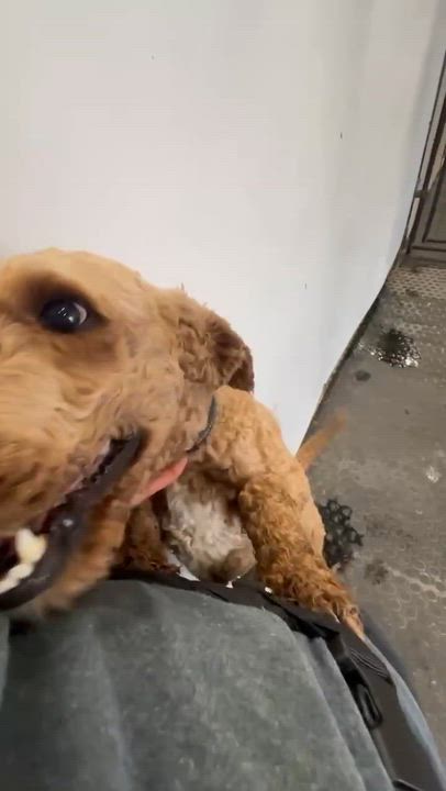 Enlarge Jaxon-Foster Home Needed, a ADOPTABLE Poodle in Hartland, WI video 2/2