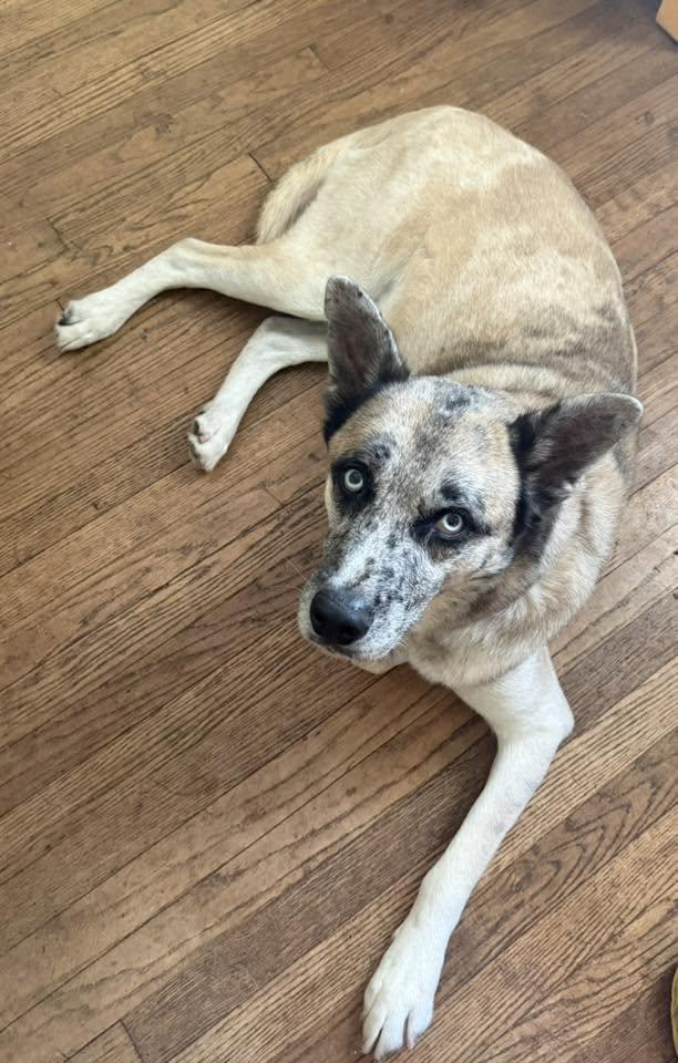 Nicholas, a ADOPTABLE mixed breed in Oklahoma City, OK image 2/2