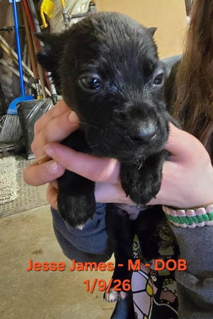 Jesse James, Adoptable, Young Male Australian Cattle Dog / Blue Heeler & Mixed Breed.
