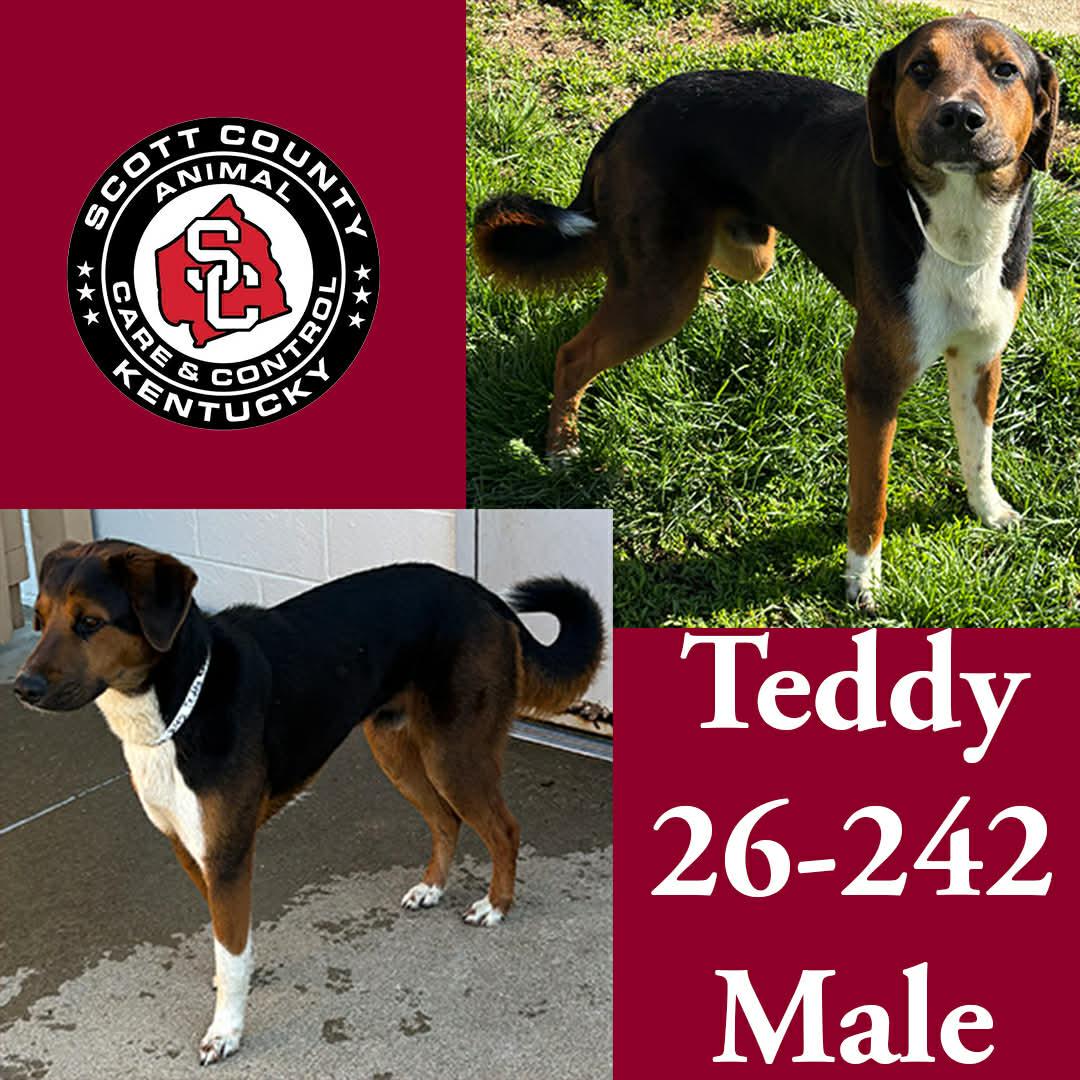 Enlarge Teddy, a Adoptable Shepherd in Georgetown, KY image 1/1