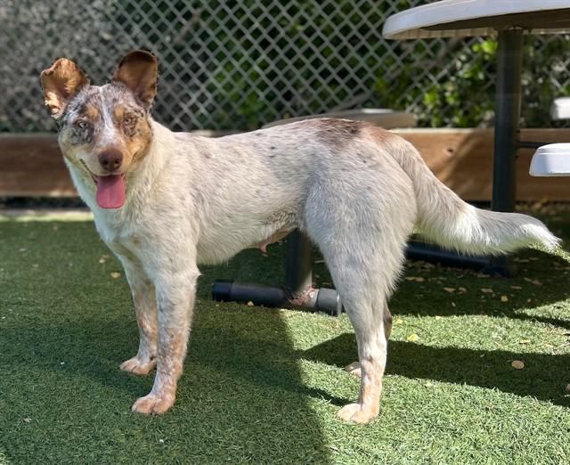 Enlarge PHOEBE, a Adoptable Australian Cattle Dog / Blue Heeler in Salinas, CA image 1/1