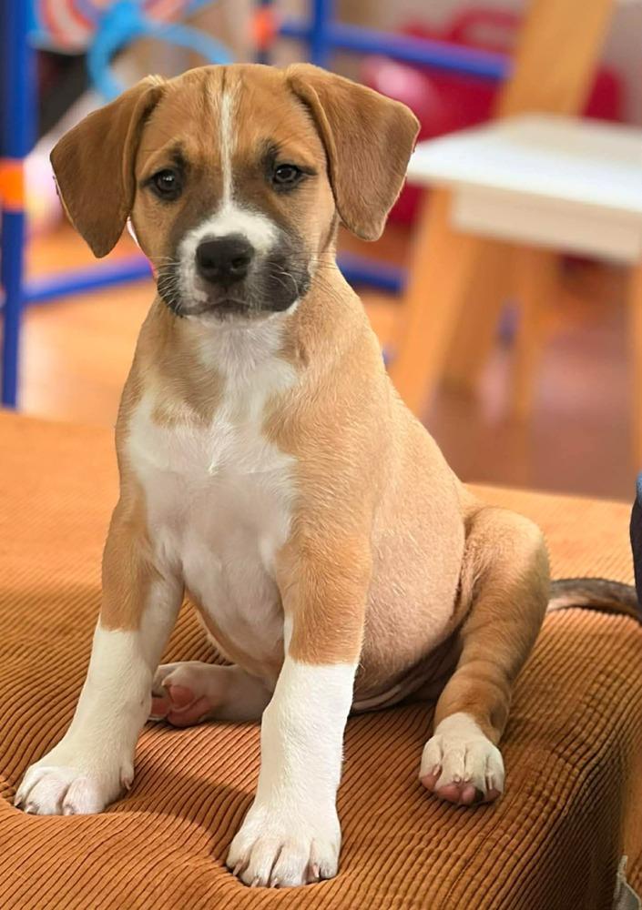 Luke (Dynamic Duo Litter), Adoptable, Puppy Male Labrador Retriever & Shar-Pei.