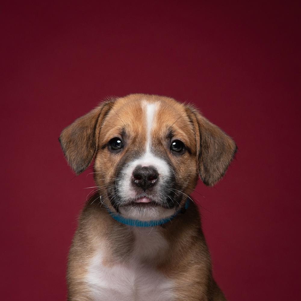 Luke (Dynamic Duo Litter), Adoptable, Puppy Male Labrador Retriever & Shar-Pei.