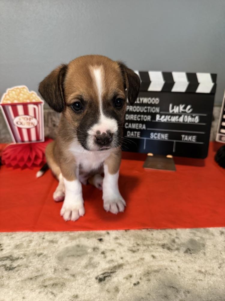 Enlarge Luke (Dynamic Duo Litter), a Adoptable mixed breed in New Albany, OH image 2/3