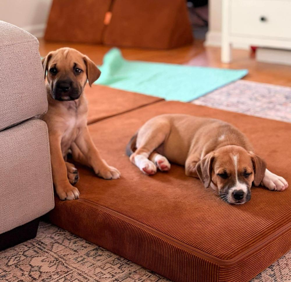 Luke (Dynamic Duo Litter), a Adoptable mixed breed in New Albany, OH image 3/4